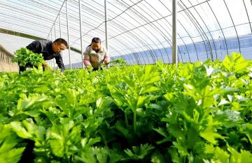 من الأوراق للجذور.. كيف يعزز الكرفس الصحة وما هي موانع استخدامه؟ من الأوراق للجذور.. كيف يعزز الكرفس الصحة وما هي موانع استخدامه؟