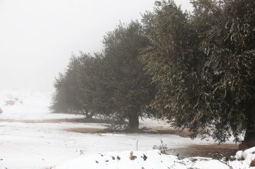 تساقط زخات ثلجية على المرتفعات العالية في شمال ووسط الأردن