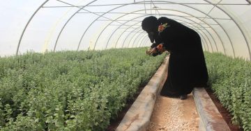 زراعة البادية الشمالية الغربية تنفذ 32 مشروعا لتمكين المرأة الريفية في 2025 زراعة البادية الشمالية الغربية تنفذ 32 مشروعا لتمكين المرأة الريفية في 2025