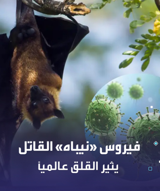 هل يمكن أن يتحول فيروس نيباه إلى جائحة مثل جائحة كورونا؟