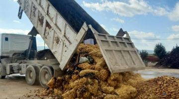 إتلاف أطنان من البطاطا