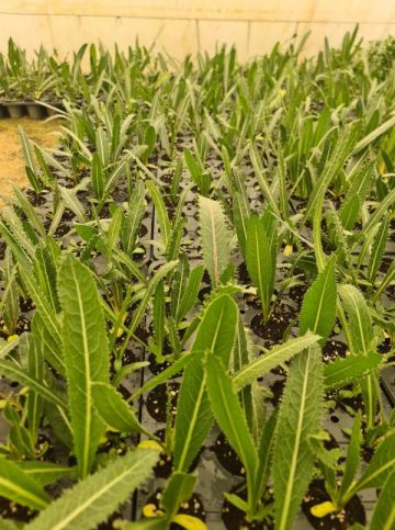 اول مزرعة عكوب في الاردن تبدأ الإنتاج