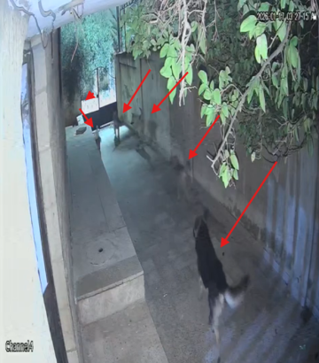 بالفيديو .. قطيع من الكلاب الضالة يقتحم منزلا في عين الباشا