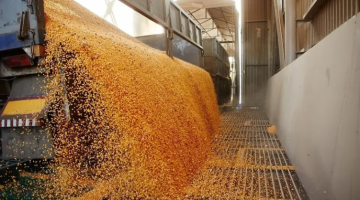 تراجع أسعار القمح الأوروبي وسط ضعف أحجام التداول