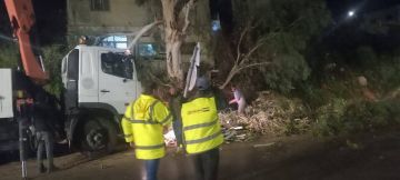 بلدية شرحبيل تتعامل مع سقوط شجرة بمسار طريق الأغوار الدولي