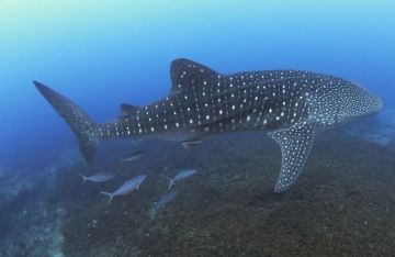 غضب واستياء ودعوات للمحاسبة.. اصطياد قرش حوتي مهدد بالانقراض بطريقة وحشية بالبحر الأحمر (فيديو)