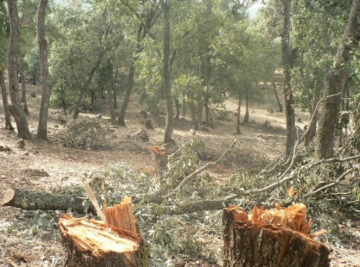 ضبط 12 طنا من الحطب الناتج عن قطع جائر للأشجار في رحابا