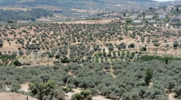 بعد هطول الامطار الغزيرة .. مديرية زراعة جرش : الغابات بدأت تتجدد في المحافظة