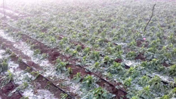 مادبا: إرشادات للمزارعين للوقاية من آثار الصقيع