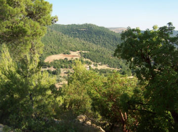 خبراء بيئة وزراعة: تعزيز الرقابة وحماية الغابات ركيزة للتوازن البيئي وزيادة الرقعة الخضراء