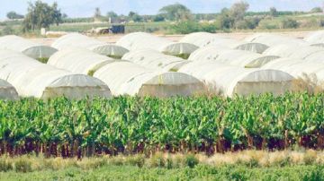 عجلون: الموسم المطري يعيد الأمل للمزارعين وينعش القطاع