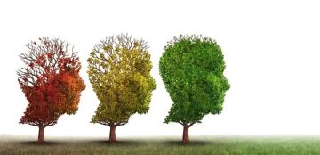 على 4 مراحل عمرية... بحسب العلماء الدماغ يعيد تشغيل نفسه