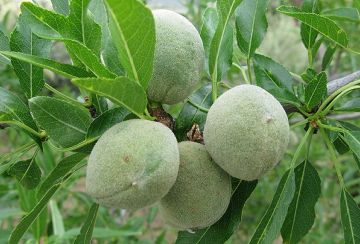 لوز الأردن سيصبح محميا أمميا