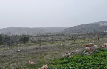 مستوطنون يقتلعون 200 شجرة زيتون في ترمسعيا شمال رام الله