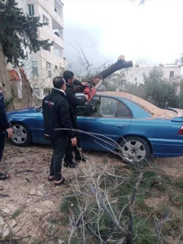 زراعة الكورة تتعامل مع سقوط ثلاث أشجار