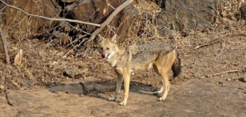 ضباع وذئاب وبنات آوى قرب البيوت في لبنان، ماذا جاءت تفعل؟