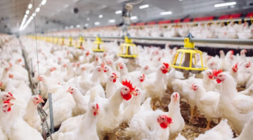جمعية مستثمري الدواجن تكشف سبب انخفاض اسعار الدواجن في الاردن