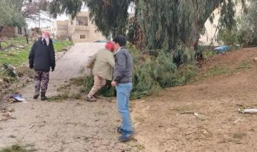 سقوط أشجار في الكرك