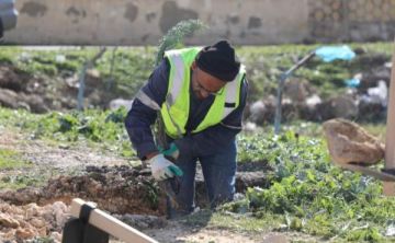 الإدارة المحلية توجه البلديات لغرس 250 ألف شجرة بحملة التشجير والتخضير الإدارة المحلية توجه البلديات لغرس 250 ألف شجرة بحملة التشجير والتخضير