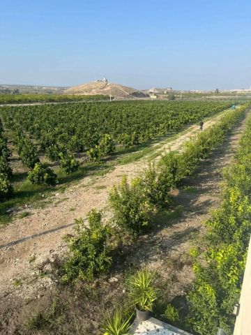 زراعة الأغوار الشمالية: مشاريع لتعزيز الأمن الغذائي ودعم المزارعين