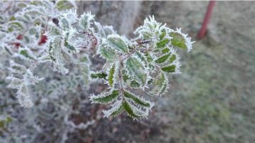 سلطة وادي الأردن تحذر المزارعين من الصقيع