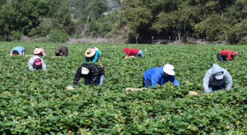 مجلس الوزراء يقر عدة قرارات تتعلق بالقطاع الزراعي بالأردن - تفاصيل