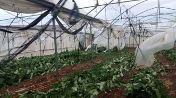 إرشادات للمزارعين للتعامل مع المنخفض الجوي