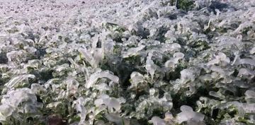 الحكومة تحذر المزارعين من الصقيع المرافق للمنخفض