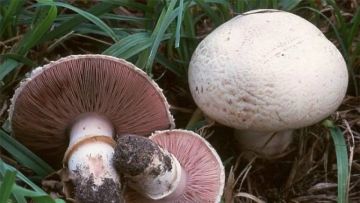 الأردن.. حالات تسمم بسبب تناول الفطر البري السام