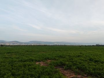 زراعة الأغوار الشمالية تدعو لإجراءات وقائية لحماية المحاصيل قبيل المنخفض زراعة الأغوار الشمالية تدعو لإجراءات وقائية لحماية المحاصيل قبيل المنخفض