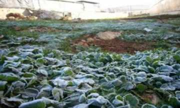 سلطة وادي الأردن تحذر المزارعين من الصقيع