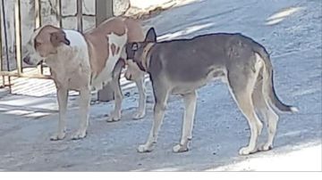 هجوم كلب ضال على طفل في خرجا يثير القلق ويعيد ملف الكلاب الضالة إلى الواجهة