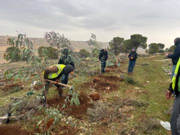 إطلاق حملة لزراعة الأشجار في جرش إطلاق حملة لزراعة الأشجار في جرش