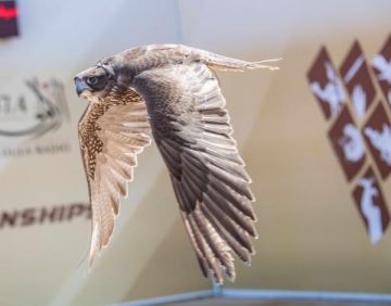 بطولة فزاع للصيد بالصقور تتوج أبطال العامة ملاك 