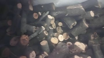 ضربة لمافيا الحطب في الأردن ضربة لمافيا الحطب في الأردن