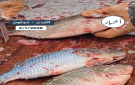 بالفيديو .. إقبال على شراء سمك البلطي الطازج بمحافظة عجلون - jo