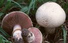 تحذيرات من تناول الفطر البري قبل فحصه
