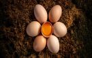 أفضل وقت لتناول البيض لإنقاص الوزن وبناء العضلات - jo
