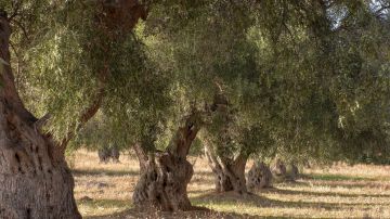 زيتون المهراس في عجلون .. إرث زراعي وثقافي تتوارثه الأجيال زيتون المهراس في عجلون .. إرث زراعي وثقافي تتوارثه الأجيال