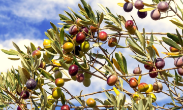 الزيتون في عجلون.. ثروة زراعية وفرص اقتصادية