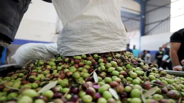 الزيتون في عجلون .. ثروة زراعية وفرص اقتصادية الزيتون في عجلون .. ثروة زراعية وفرص اقتصادية