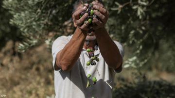 الذهب الأخضر في دائرة الخطر .. ماذا يحدث لزيتون الضفة؟ الذهب الأخضر في دائرة الخطر .. ماذا يحدث لزيتون الضفة؟