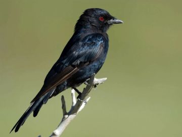 طائر يعيد الجدل العلمي حول قدرة الحيوانات على الخداع المتعمد طائر يعيد الجدل العلمي حول قدرة الحيوانات على الخداع المتعمد