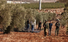 عين على القدس يناقش إرهاب الإحتلال الإسرائيلي خلال موسم قطف الزيتون