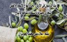 زيت الزيتون في الأردن: بين ارتفاع الأسعار والغش التجاري وضرورة استعادة ثقافة الإنتاج
