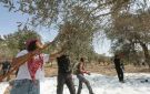 عدوان إسرائيل يهدد موسم زيتون جنوب لبنان