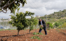 القدس تطلق حملة عونة لدعم المزارعين المقدسيين في موسم الزيتون