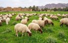 المفرق: تلقيح 36.5 ألف رأس غنم وماعز - jo