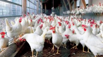 أبو عادي: أسعار الدواجن ستكون اقل من رمضان الماضي