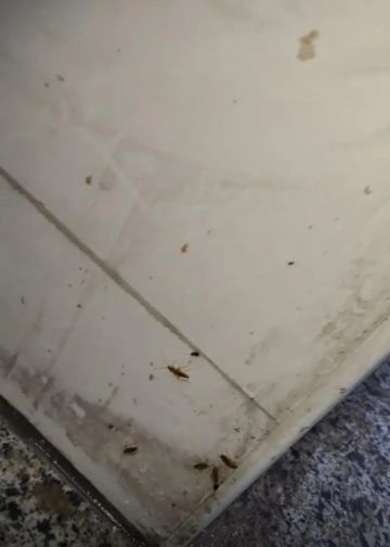 الغذاء والدواء تغلق مخبزا في أحد المولات لوجود حشرات